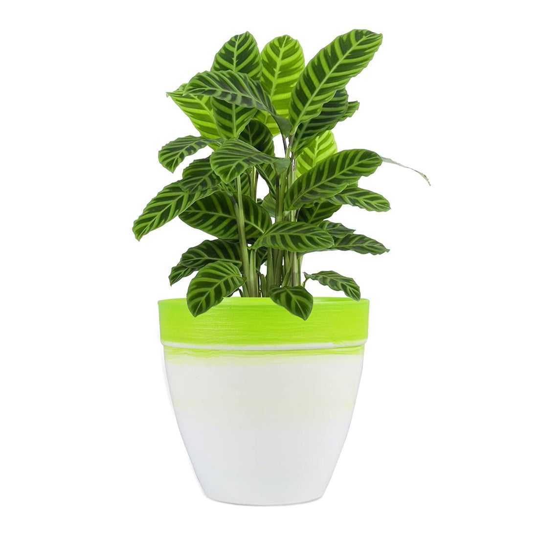 Textured Pot  - Lime Green - Large( POT-TE-T30-304 )