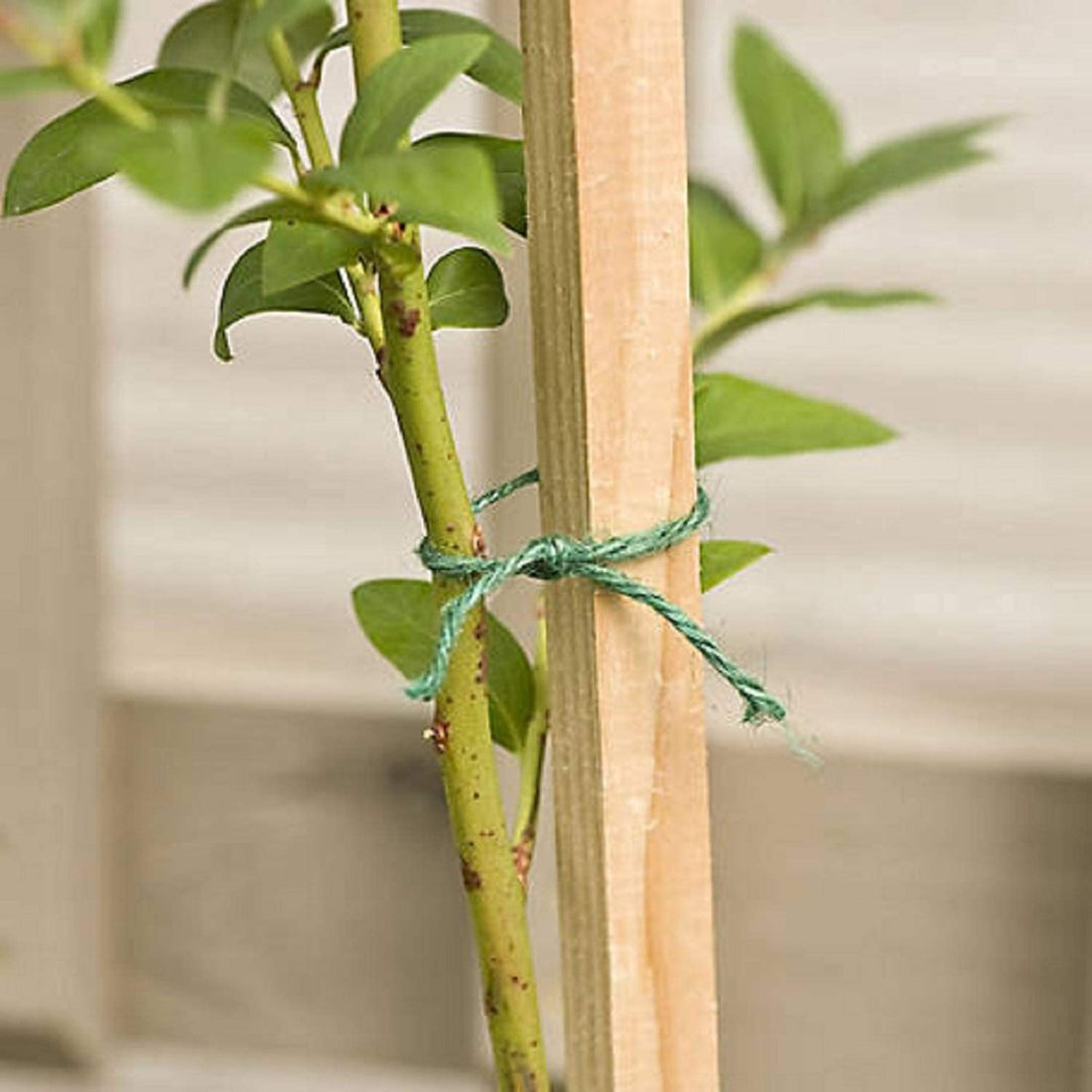 3 Feet Wooden Support Sticks for Plants - 12 PC (CO12-WS-BR-001)