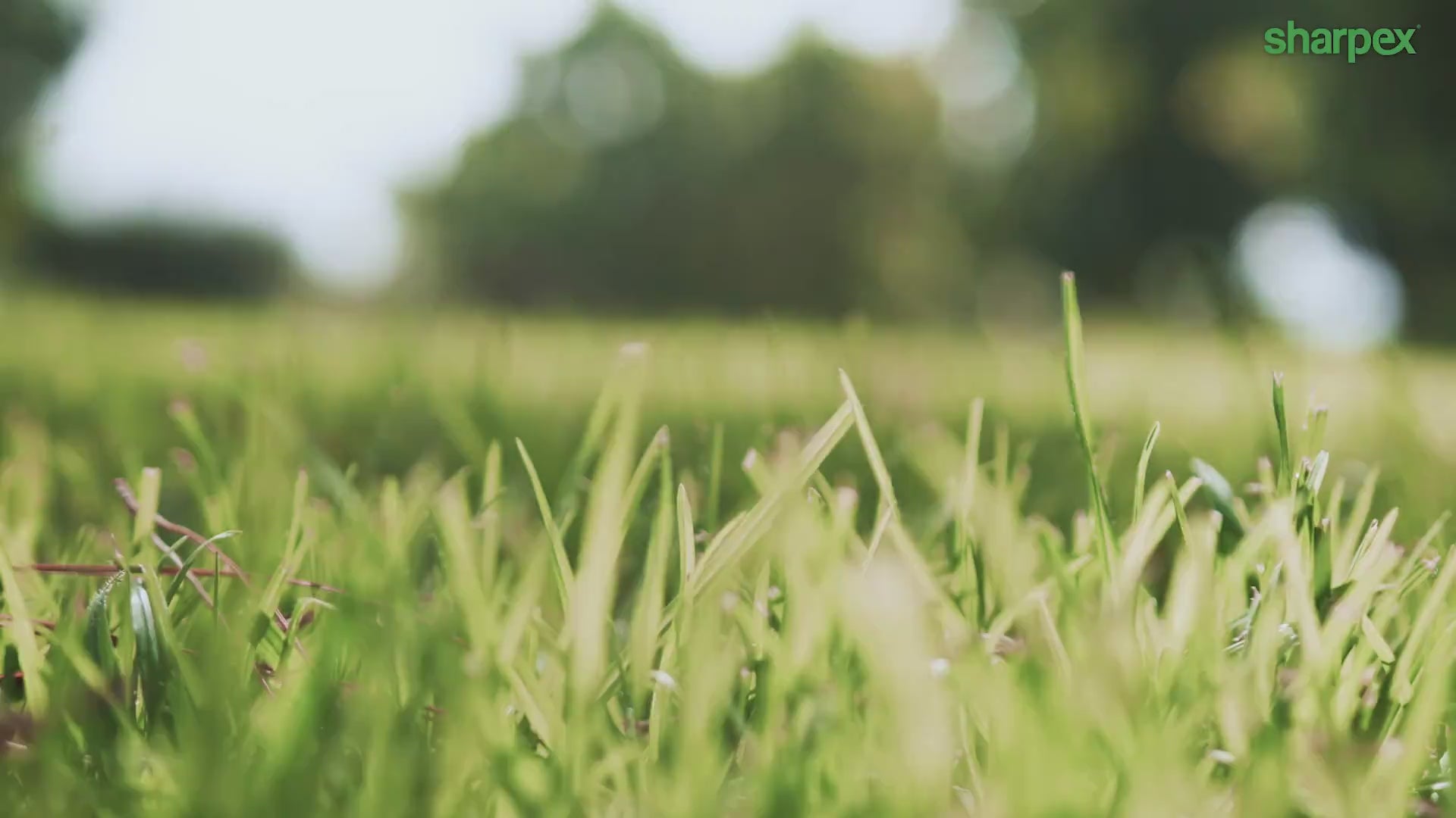 16" Electric Lawn Mower (SPX.16.ELL)