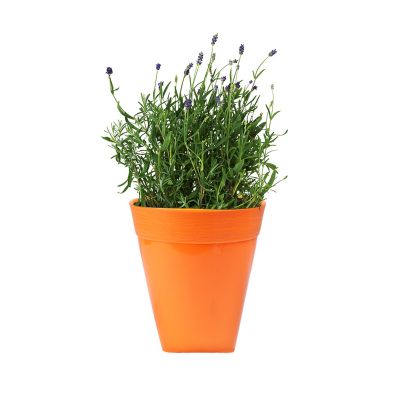 Ceramic Style Flower Pot - Orange( POT-DA-D14-180 )