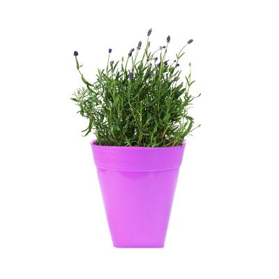 Ceramic Style Flower Pot - Purple( POT-DA-D14-189 )