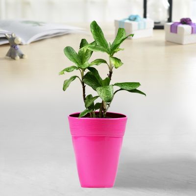 Ceramic Style Flower Pot - Pink( POT-DA-D17-150 )