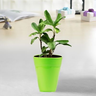 Ceramic Style Flower Pot - Lime Green( POT-DA-D17-160 )