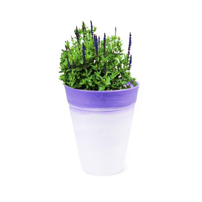 Ceramic Style Flower Pot - Violet( POT-DE-D14-303 )